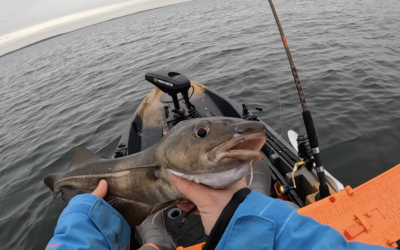 The Cod Are Back In Local RI Waters!