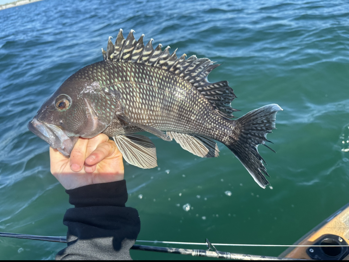 Early May Fishing Report: Stacks Of Stripers and Black Seabass Are Back!