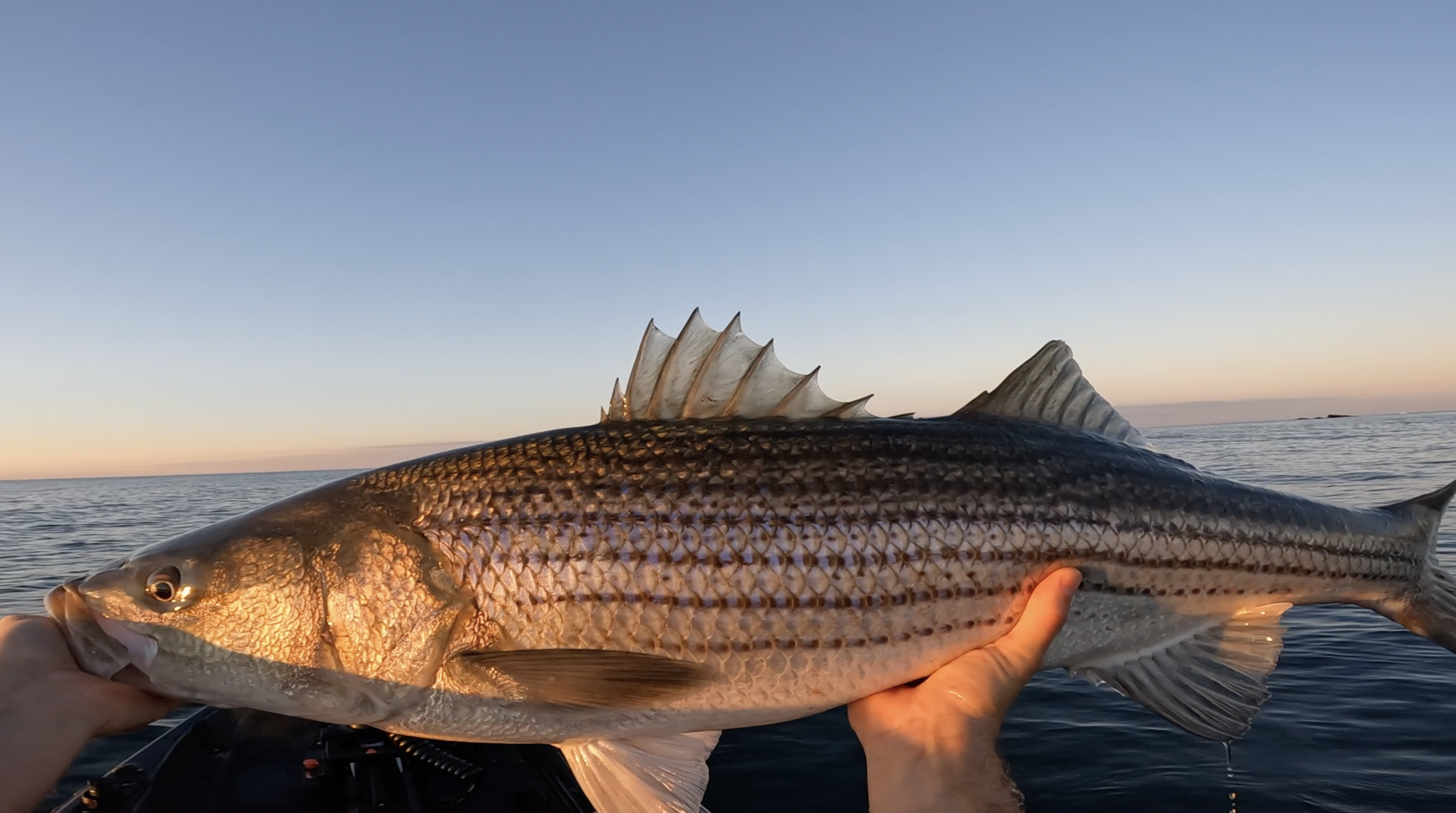 Red Hot Striped Bass Bite