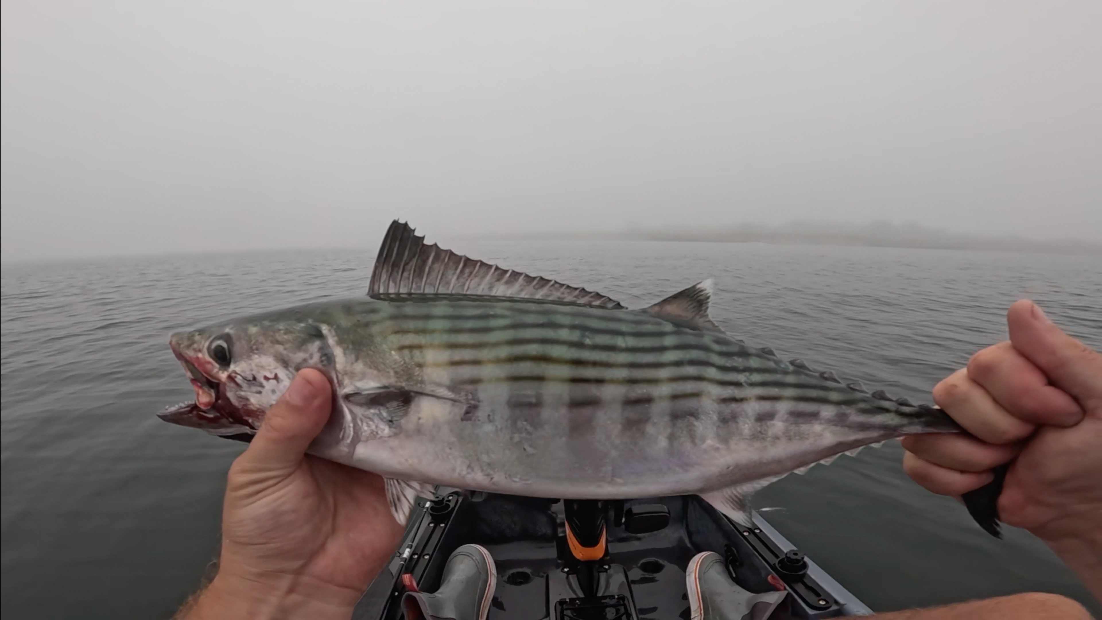 Bonito Running Thick In Rhode Island!